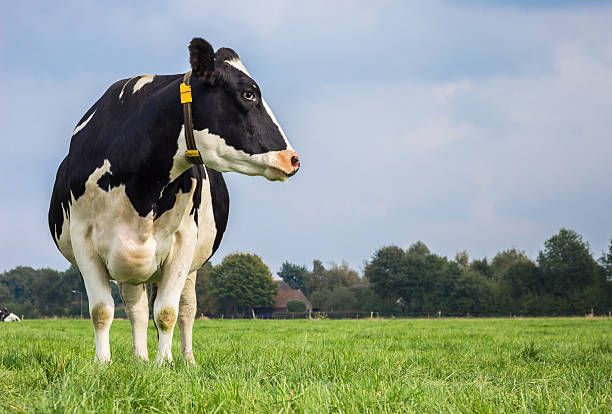 Cattle