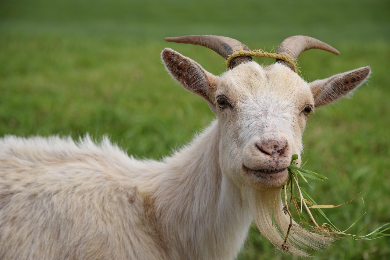 Goats